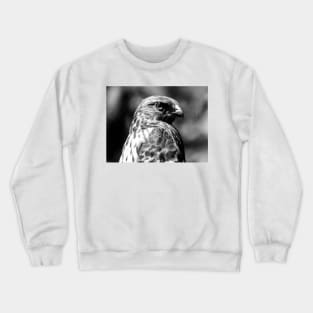 Red-tailed Hawk Crewneck Sweatshirt